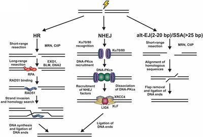 To Join or Not to Join: Decision Points Along the Pathway to Double-Strand Break Repair vs. Chromosome End Protection